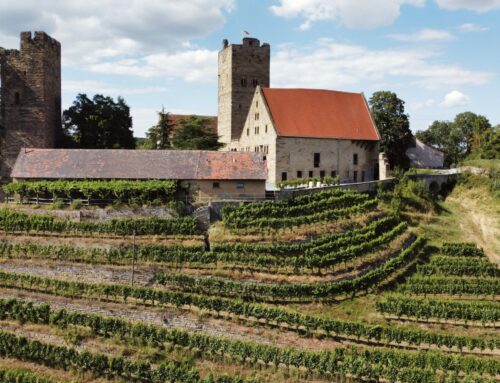 Weinlaube auf der Burg Neipperg